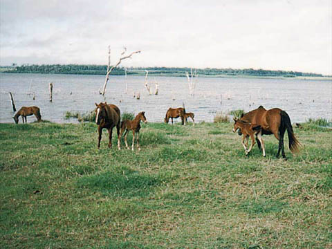 Caballos_en_la_orilla