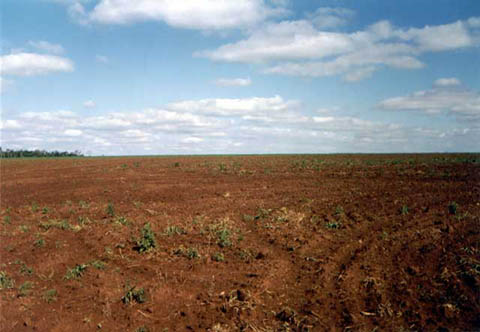 Campo Abierto