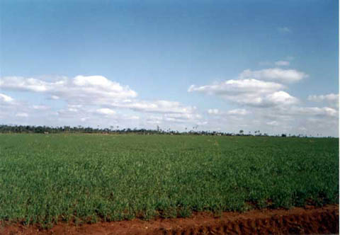 Campo_con_soja