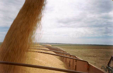 Descarga_de_soja_detalle