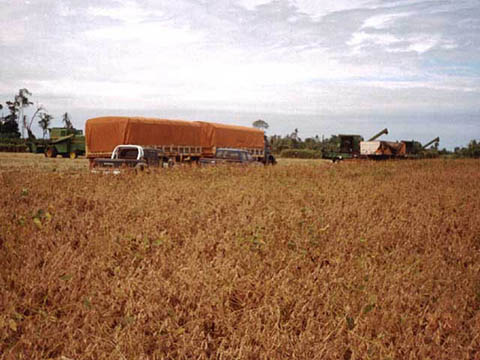 Panorama_cosecha