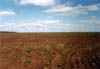 Campo_abierto