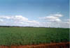 Campo_con_soja