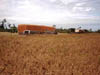 Panorama_cosecha