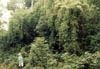 Selva_subtropical